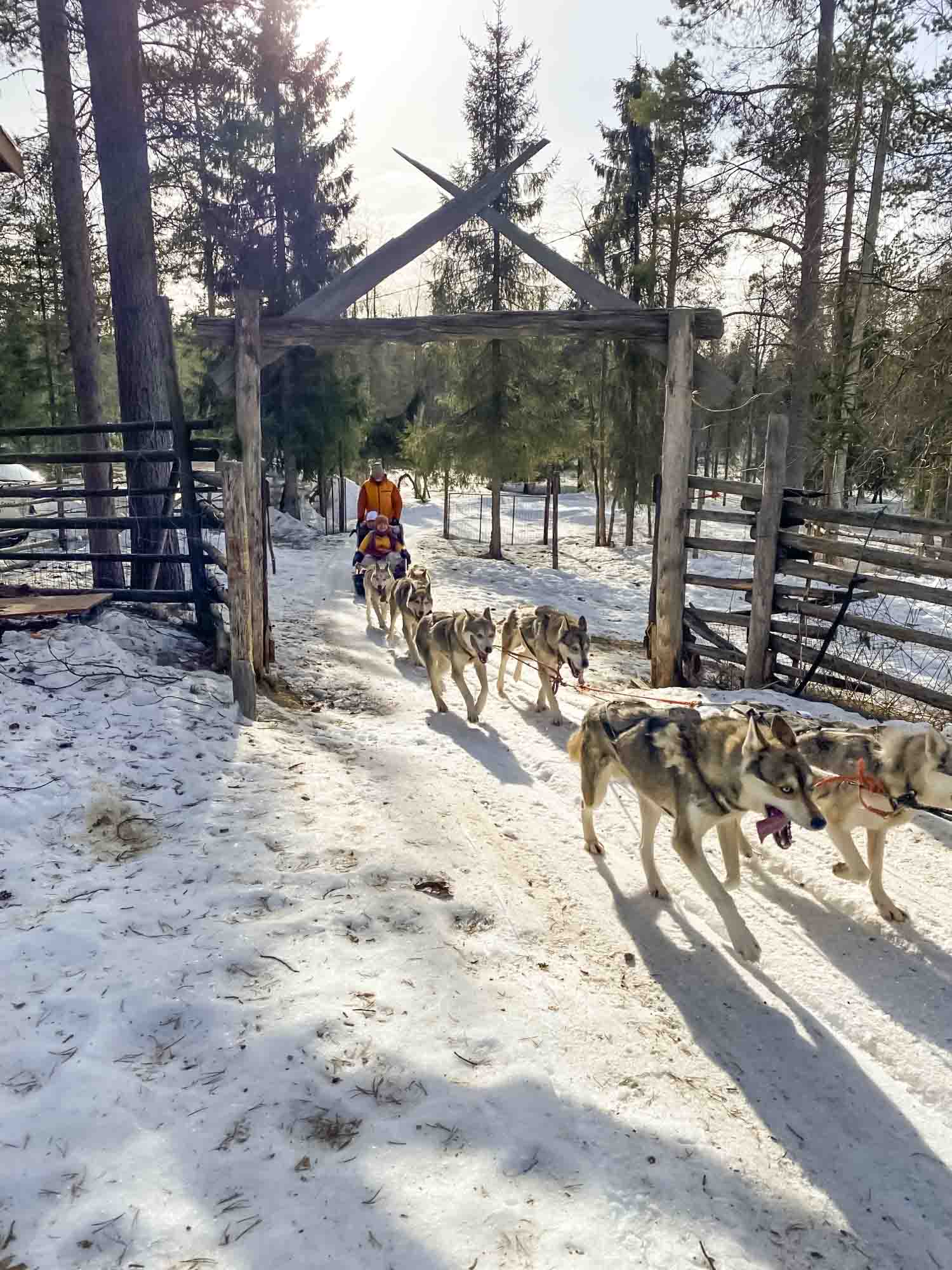 Winter Husky Adventure