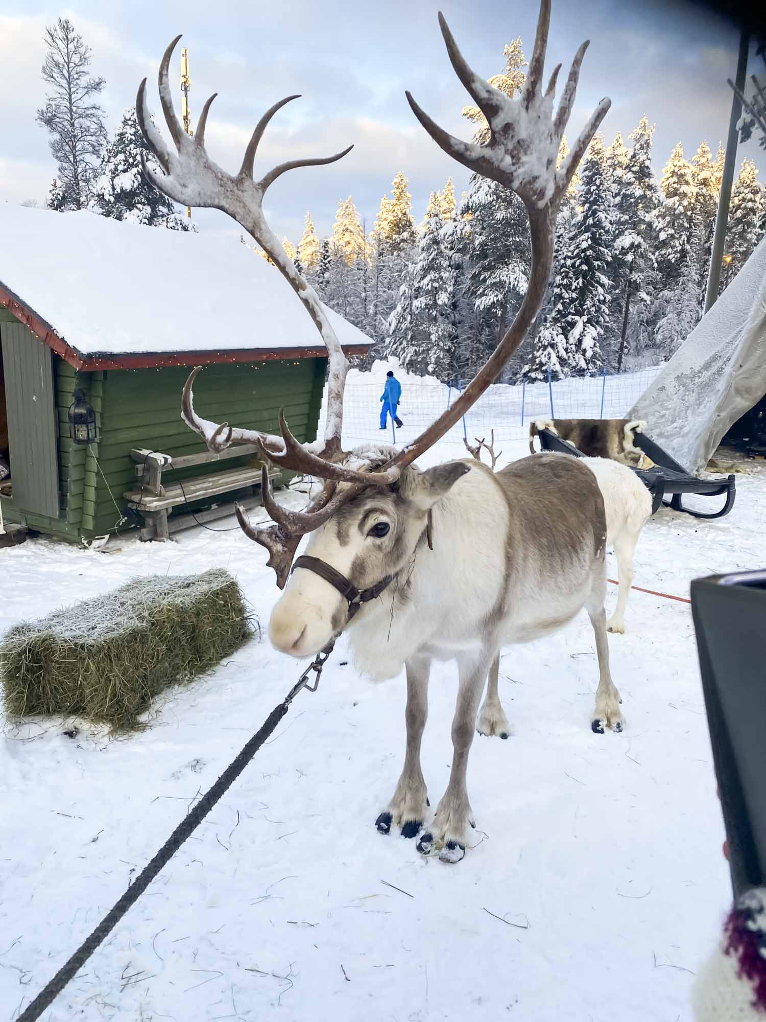 Reindeer Experience