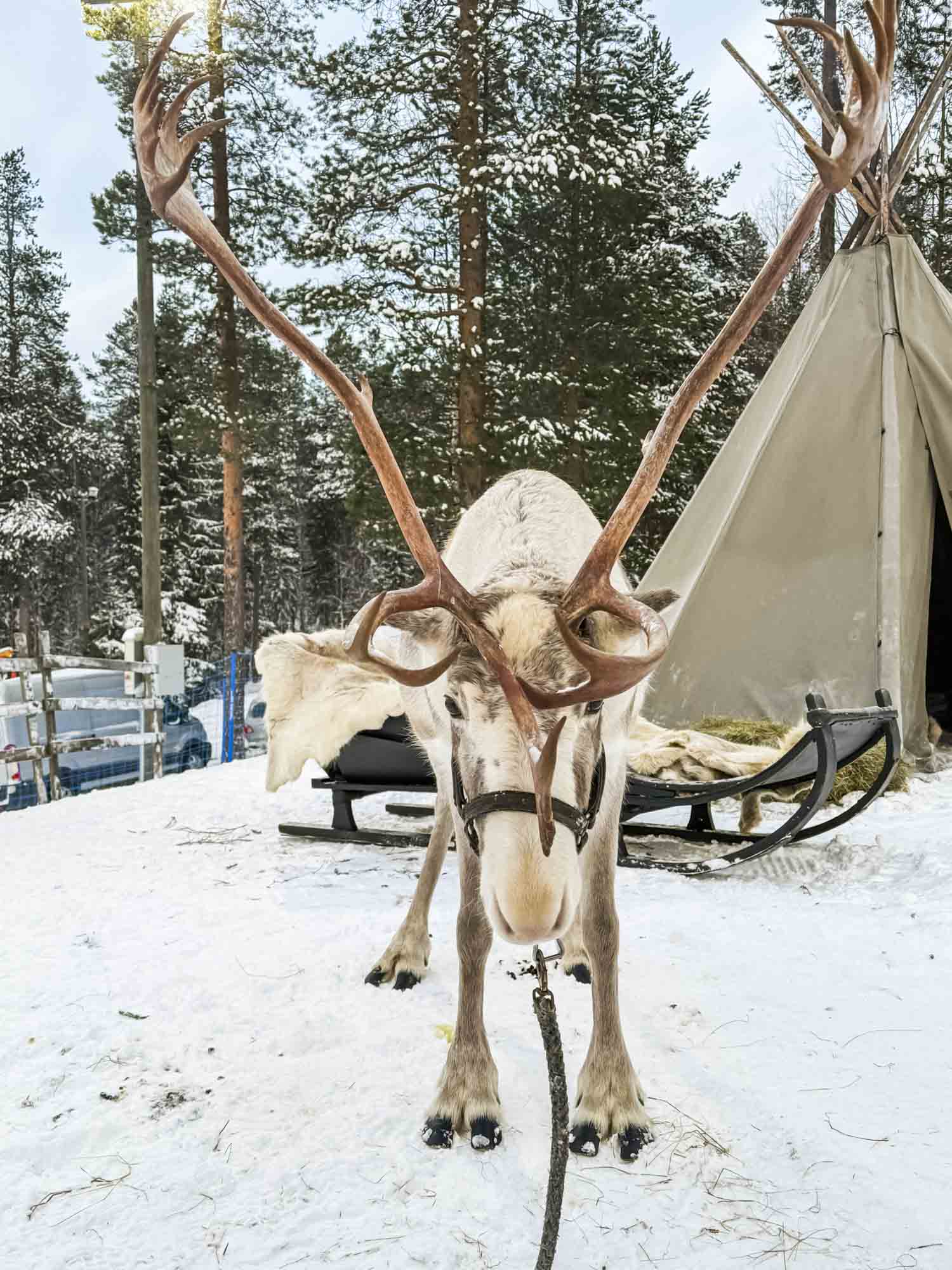 Reindeer Experience