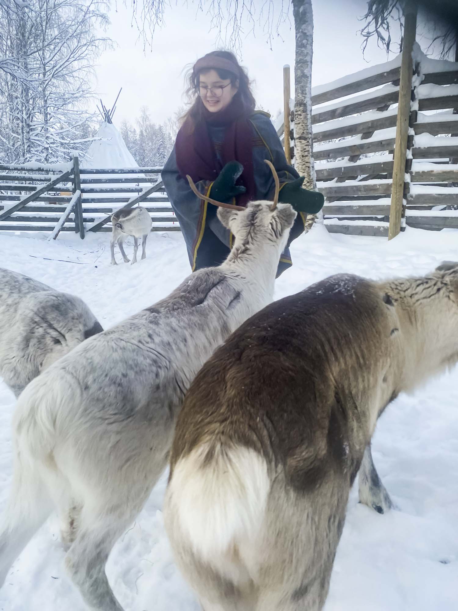 Reindeer Experience